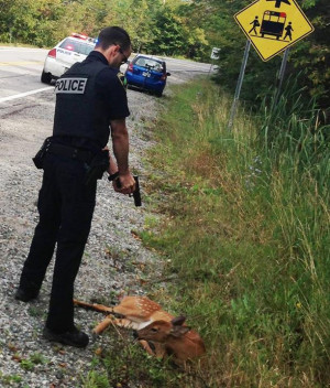 Cop refused to let family save injured fawn; instead threatened arrest ...