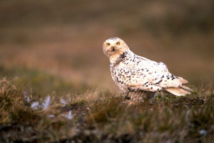 Anwr Loon Alaska Travel Photos