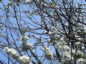 Apple Blossoms, Silly Sayings and the Small Print - (HubPages blog)