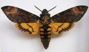 skull pattern moth scent honey bee hawkmoth thorax bee venom death's ...