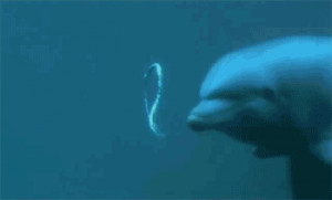 Cute Dolphins with Quotes