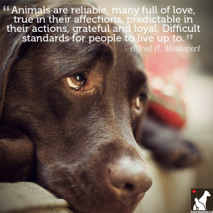 11 Quotes for the Love of Dog (or Cat)