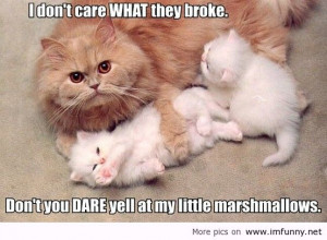 Inspirational Monday!!! Funny Animal Quotes…..heehee….cuteness