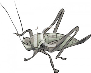 Cricket Insect Clip Art