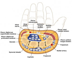 Carpal Tunnel Anatomy Cross Section