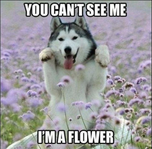30 Funny animal captions - part 8, funny animal meme, animal pictures ...