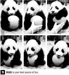 ... furri panda cub cub collag ador anim panda bear animai lindo pandas