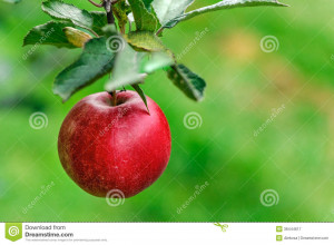 Related to Apple Orchard Definition Of Apple Orchard By The Free