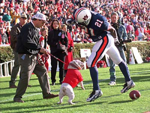 Uga is lovable, but ferocious. AP Photo/Patricia Miklik, Montgomery ...