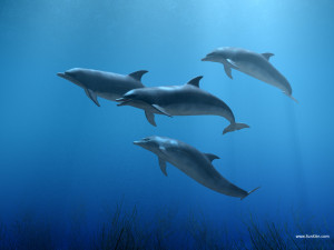 Dolphins Swimming , A... )
