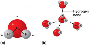 Water Molecule Hydrogen Bond