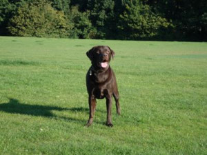 Rolo The Chocolate Labrador In Playing Field