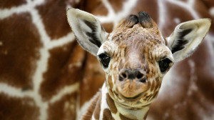 Funny Giraffe Quotes Wallpaper cute giraffe: