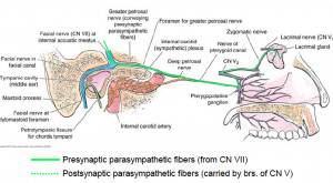 Lesser Petrosal Nerve Otic Ganglion Via deep petrosal nerve--