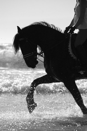 13581236346568836_K4yv4Csn_f