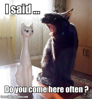 Funny Porcelain Cat Joke Meme Picture | I said, do you come here often ...