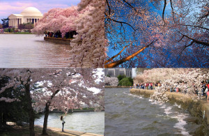 DC, USA - 2012 National Cherry Blossom Festival Washington DC - cherry ...