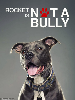 captures the charming characters of rescue pit bulls, for his Not ...