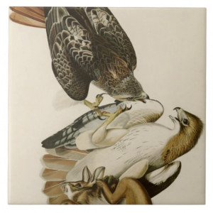 Red-Tailed Hawk by John James Audubon Tiles