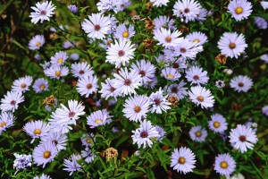 ... Here is aster that I came across whilst out in the Scottish Highlands
