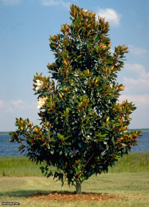 Magnolia Grandiflora Little Gem Tree