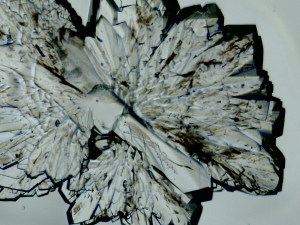 sugar crystals under microscope