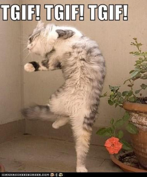 fridaymeme: Funny Kitty, Happy Friday, Happy Dance, God Is, Funny ...