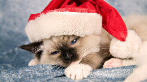 Christmas Grumpy Cat...