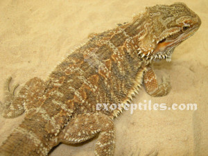 Related Pictures bearded dragon names ask com