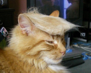 How To Turn Your Cat Into Donald Trump