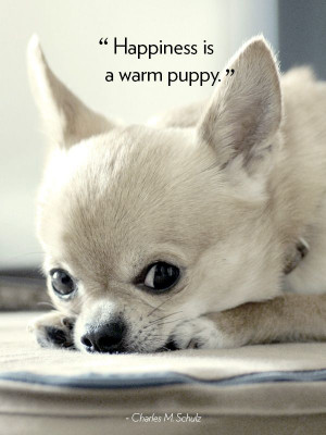 Quotes About Dogs