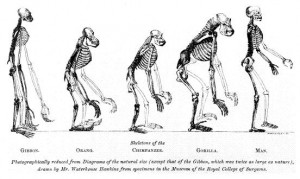 The scientific basis of Darwinism rests on five major pieces of ...