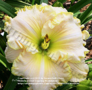 Daylily Quotes Rainbow