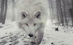 ... black, pack, the pack, wolves, quotes, white, timber, lone wolf