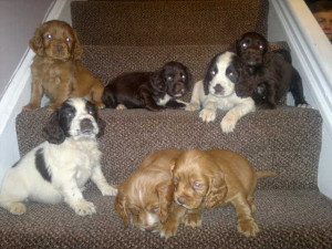 cockerspaniel puppies FOR SALE ADOPTION from leeds England West ...