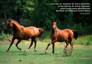 Horse pictures with quotes wink flaki quotes