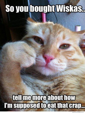Cat Memes AKA Cute N Cuddly Felines
