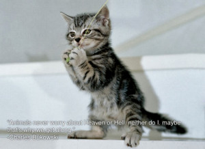 Most Funny Animals With Quotes