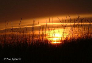 Found on soulofthegarden.com