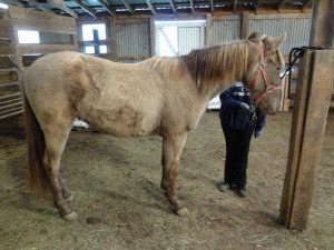 Discuss TWH gelding Champagne? at the Horse Colors / Genetics forum ...