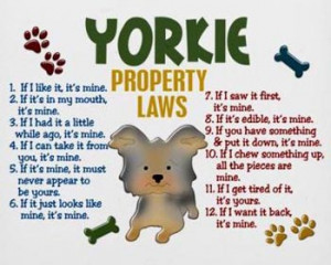 Funny Yorkie Pics With Captions Yorkie property laws