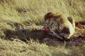 Royalty-Free Images: Lion Eating Zebra Carcass. Related Images