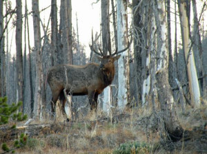 Laurance Rockefeller Preserve Elk at dusk