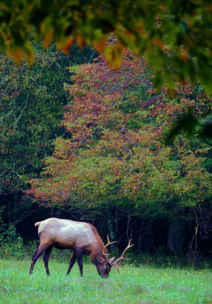 ... Mountains National Park in North Carolina: Great Smoky Mountain, Fall