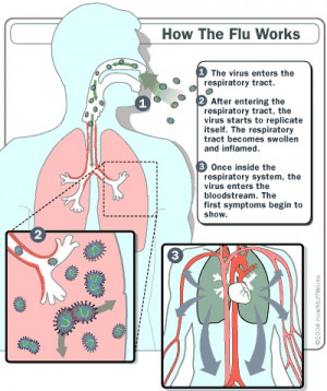 How the flu works