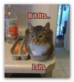 Funny Cats Photos That Will Make You LOL!