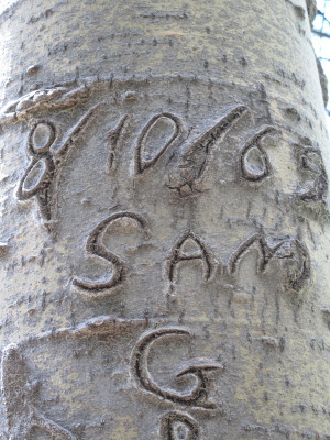 Funny Quote Carved Names Tree