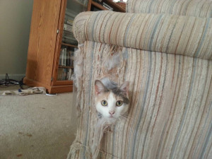 cat-kills-couch.jpg