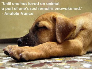 ... An Animal, A Part Of One’s Sould Remains Unawakened - Animal Quote