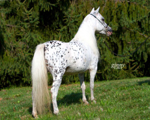 Leopard Appaloosa Horses for Sale